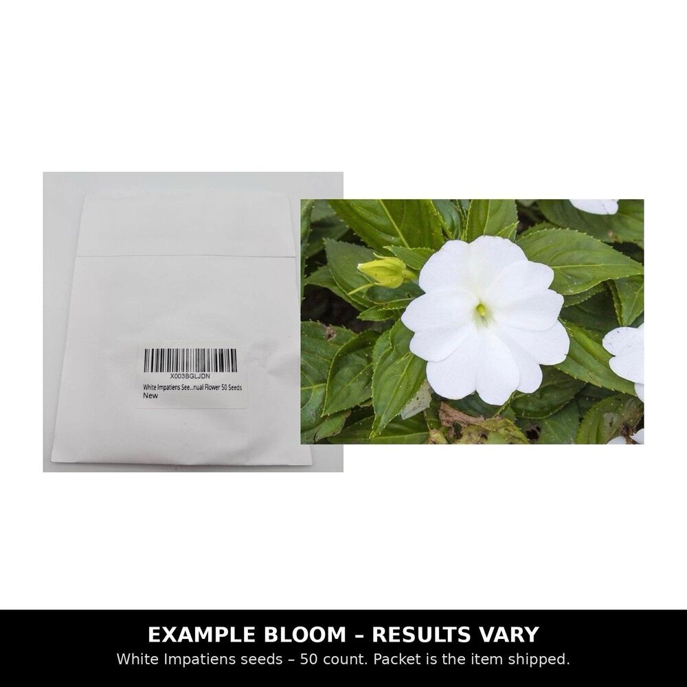 White Impatiens Seeds 50 Count Heirloom Annual Flower Shade Garden
